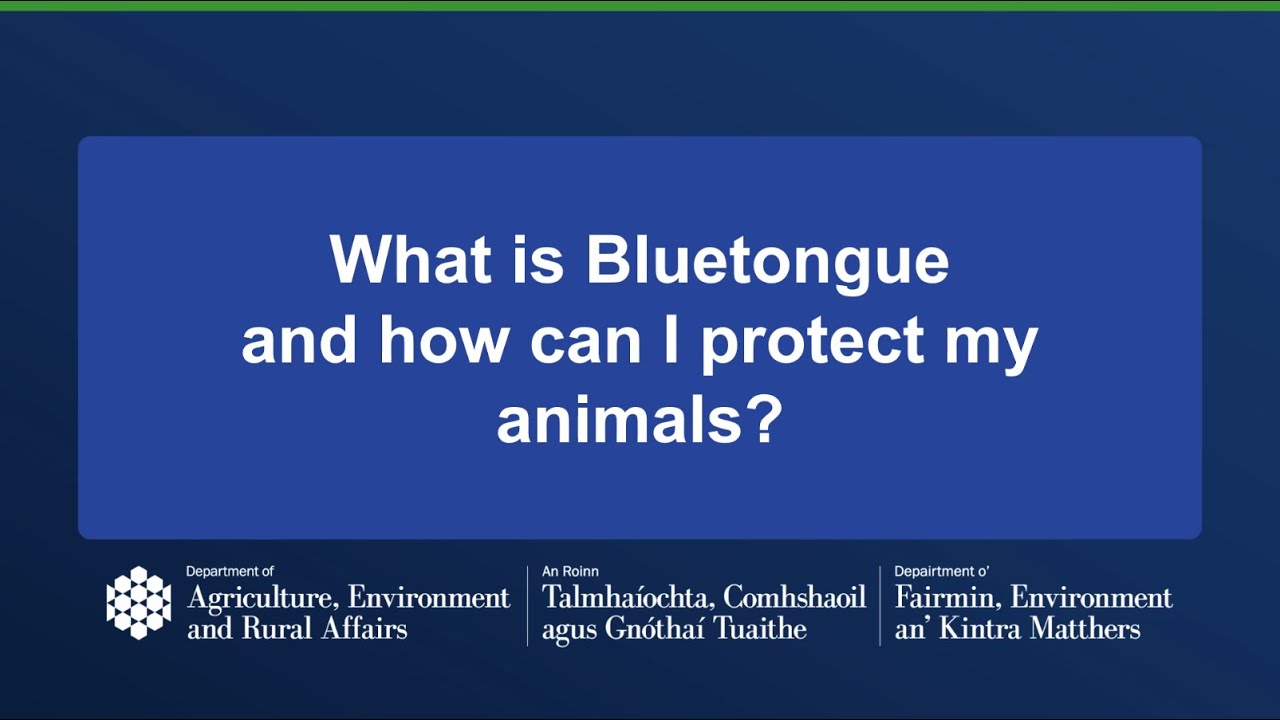What is Bluetongue and how can I protect my animals?