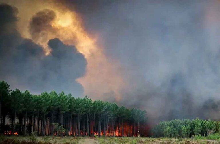 Wildfire in Canary Islands