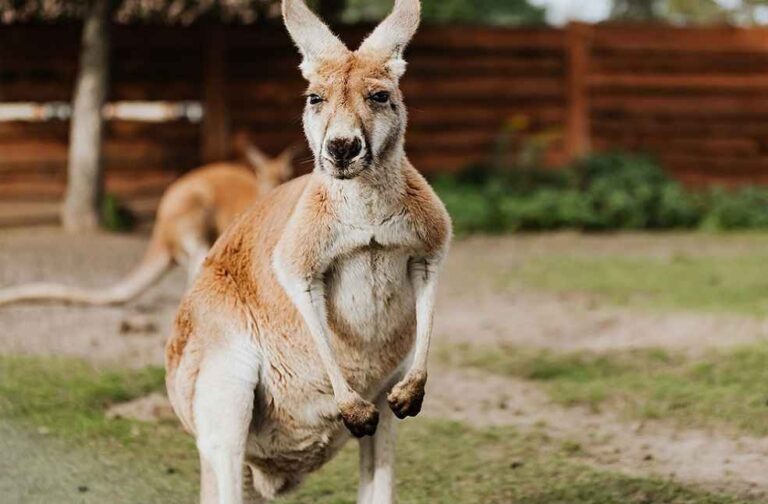 Britain Herald _ Pet Kangaroo attack at Western Australia