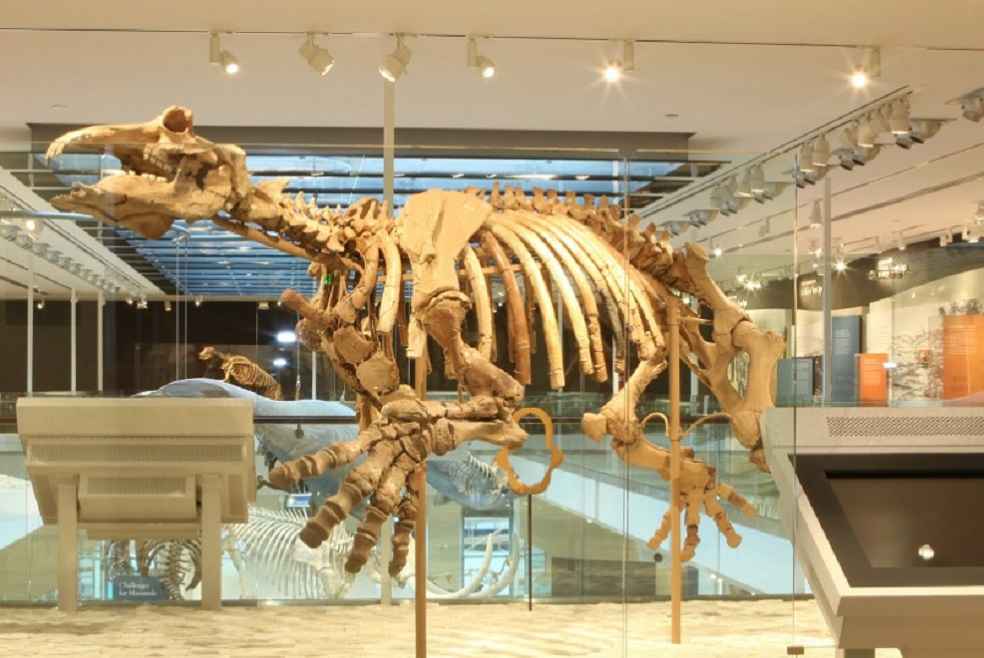 Researchers on Dinosaur population