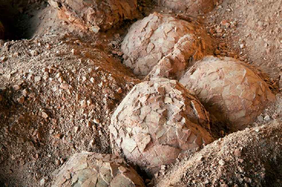 Researchers on Dinosaur population _ Dinosaur Eggs