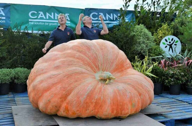 Biggest pumpkin in the world