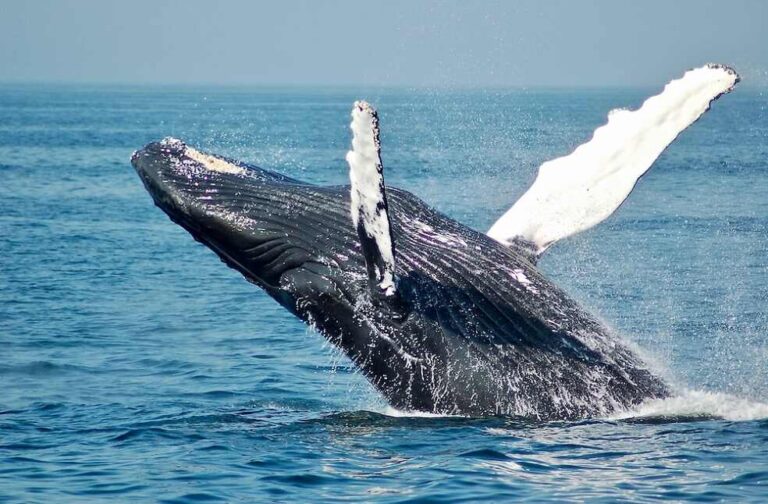 Humpback whale Britain Herald