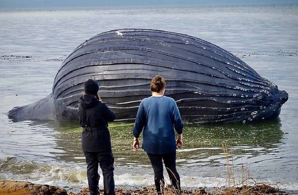 Whale Death Britain Herald