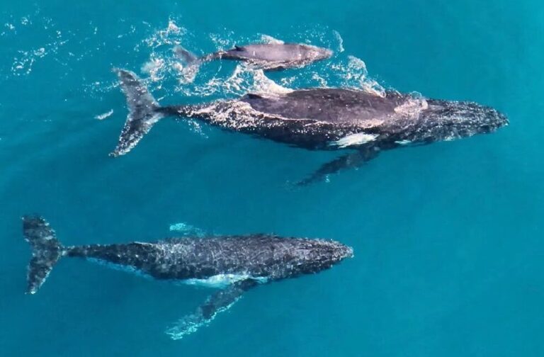 Whales family Britain Herald