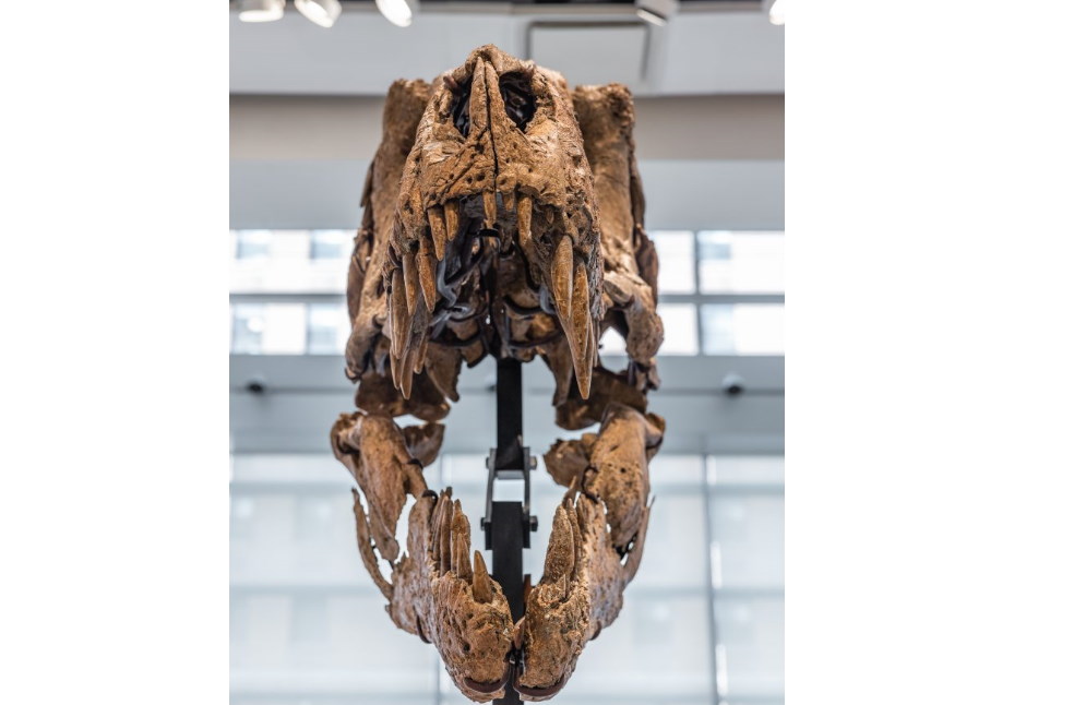 Britain Herald_ Maximus T. rex skull