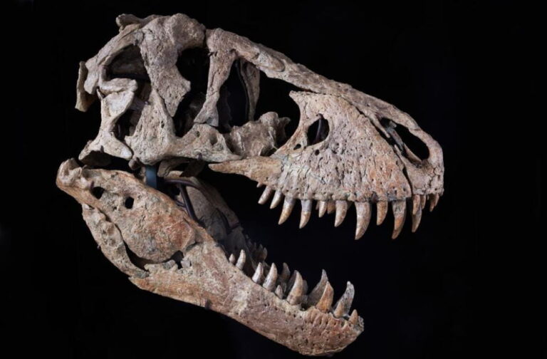 Britain Herald_Tyrannosaurus Rex Skull Auction