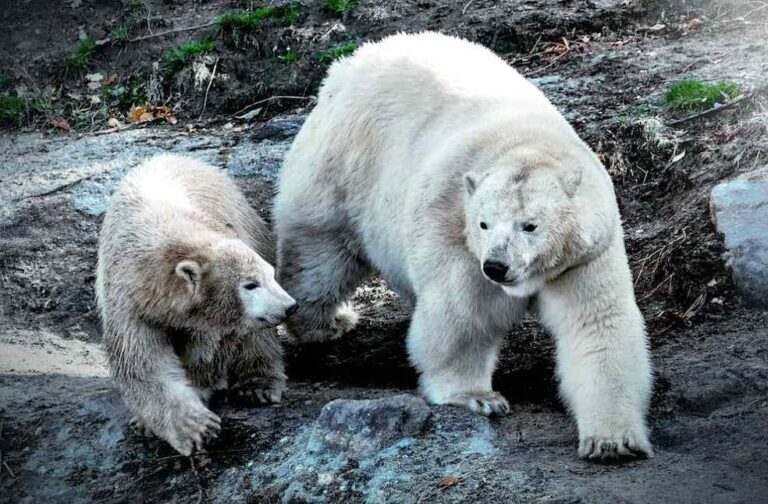 Canada's Polar Bear Population Plummets