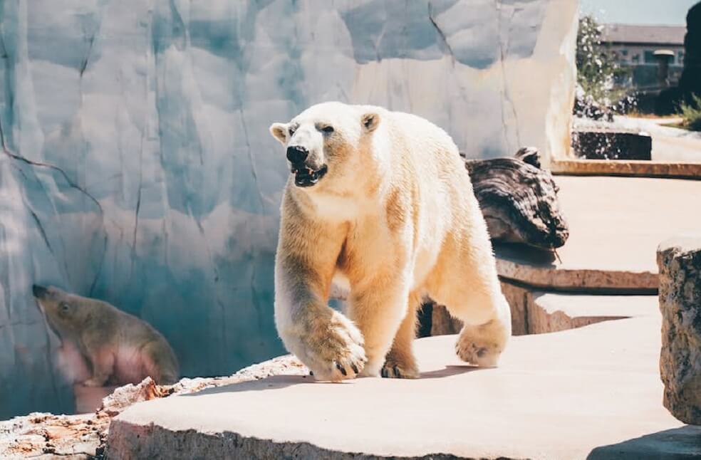 Canada's Polar Bear Population Plummets _ Rep.Image