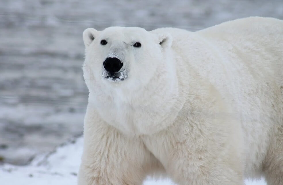 Canada's Polar Bear Population Plummets _ Rep.Image