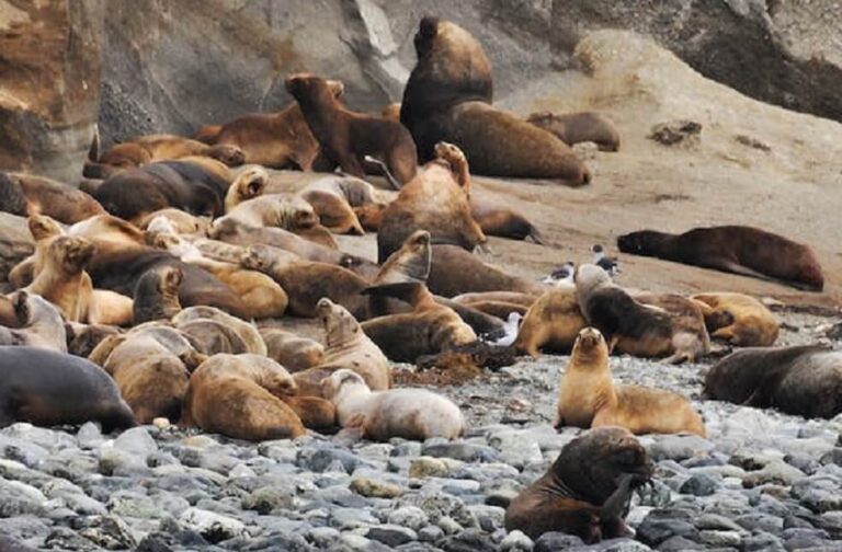 Caspean Seals Found Dead