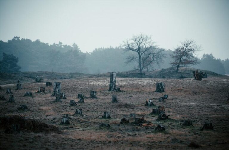 Brazil's Action Plan on Deforestation