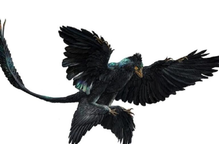 Microraptor_Britain Herald