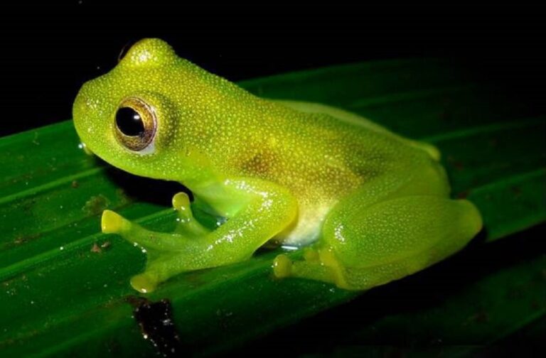 Study on Transparent Nature of Glass Frogs