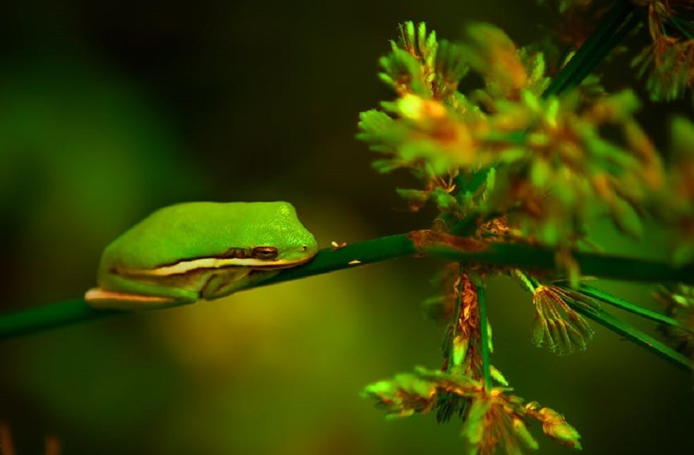 Study on Transparent Nature of Glass Frogs _ Rep.Image