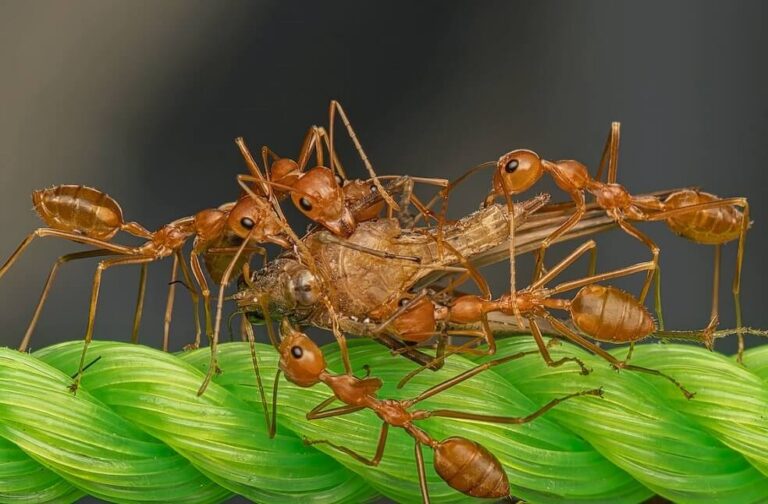 Ants Detect Cancer