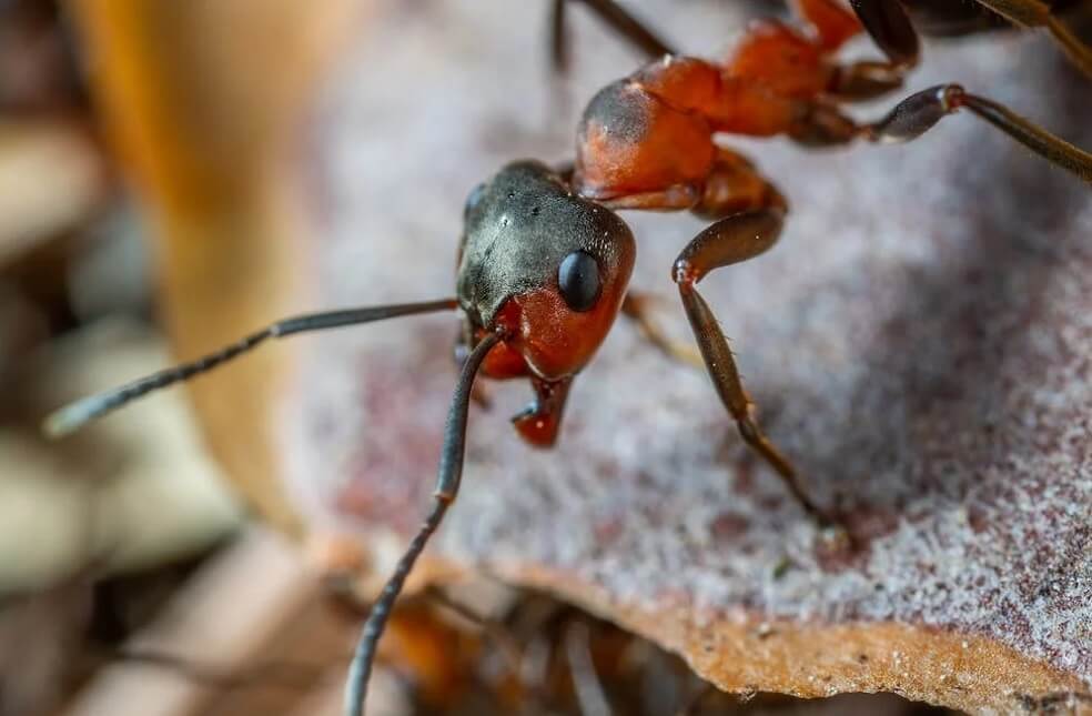 Ants Detect Cancer _ Rep.Image