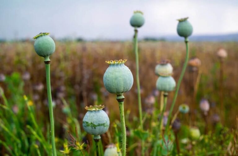 Opium Production in Myanmar