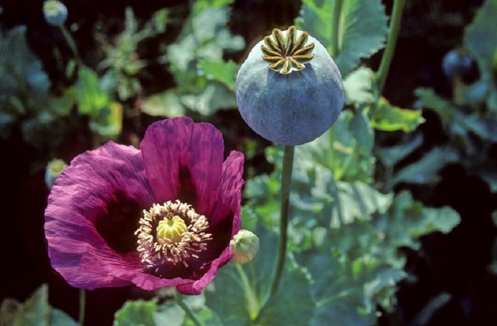 Opium Production in Myanmar _ Image