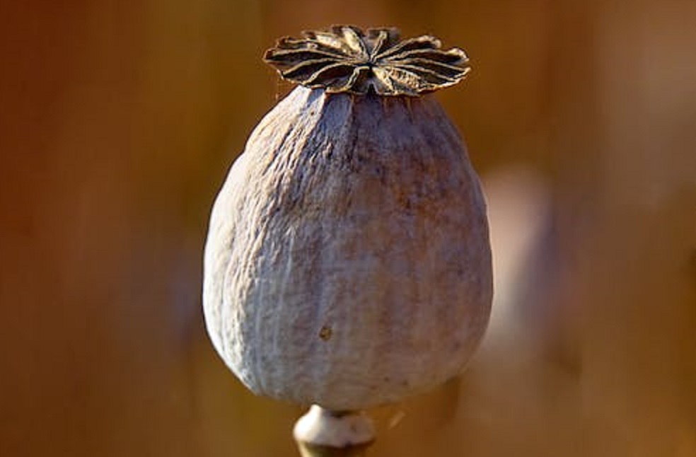 Opium Production in Myanmar _ Rep.Image