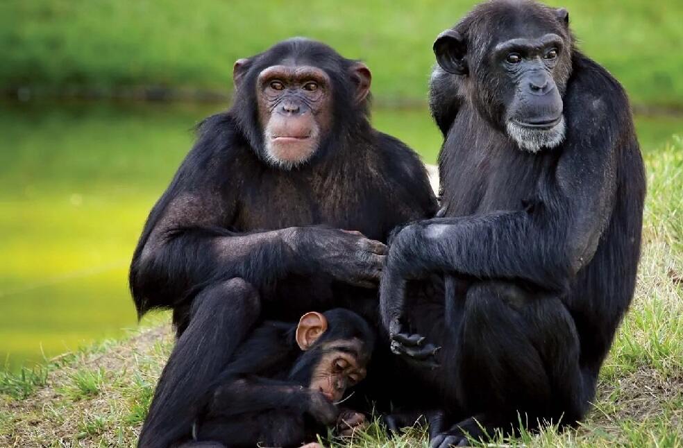 chimpanzees-male-all-lives-female