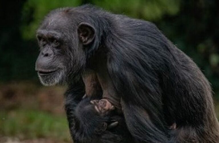 world's rarest chimpanzee