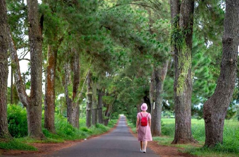 Study on Tree Cover in Cities