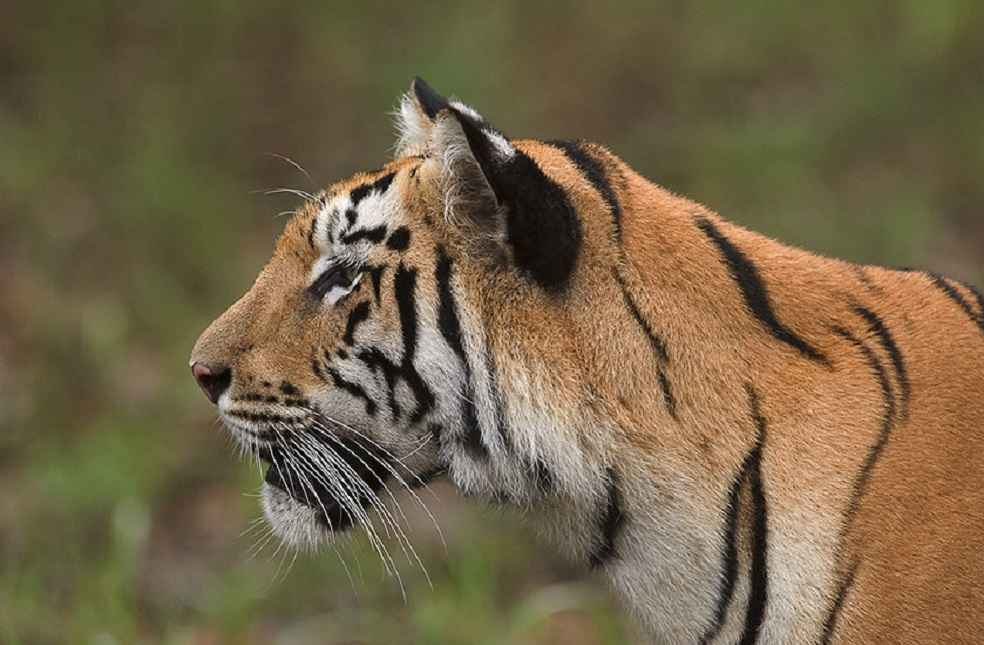 India's Tiger Population _ Image