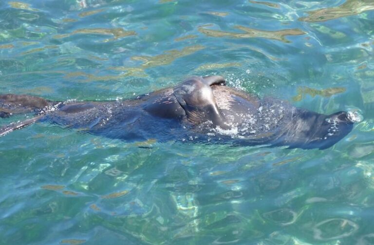 Juan Fernández Fur Seal