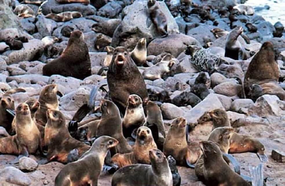 Juan Fernández Fur Seal _ Image