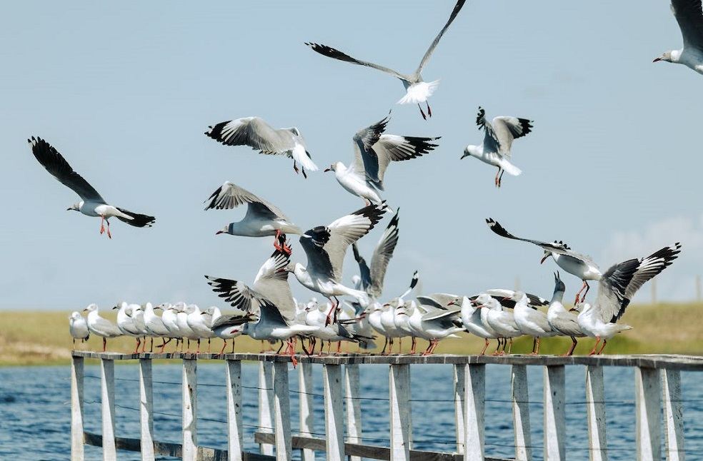Migratory Birds Study