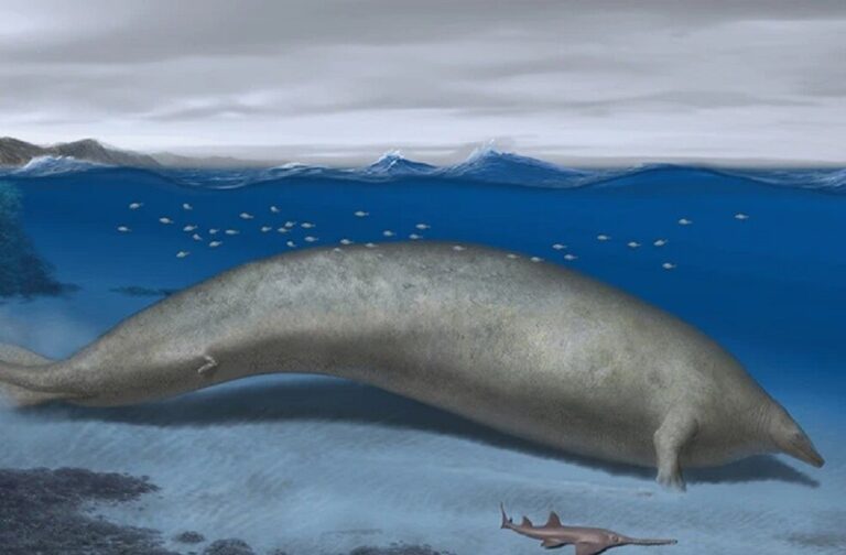 Ancient whale found in Peru