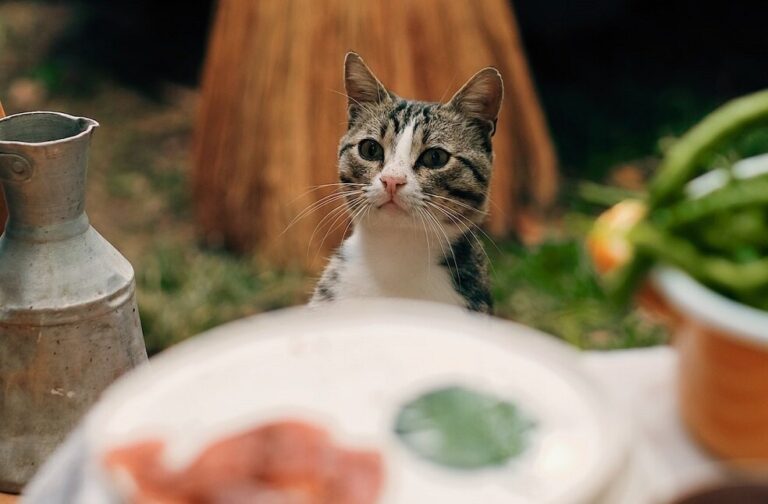 Can cats go vegan New study reveals surprising insights