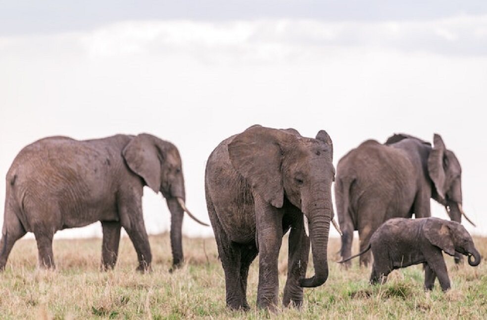 Elephants have unique 'names' for each other; Study
