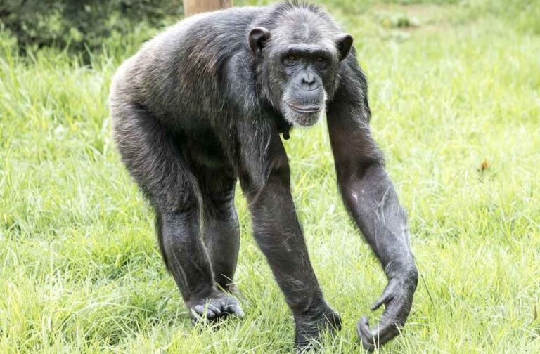 Female Chimpanzees Study