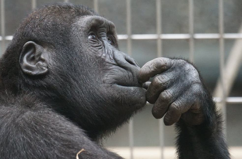 Female Chimpanzees Study