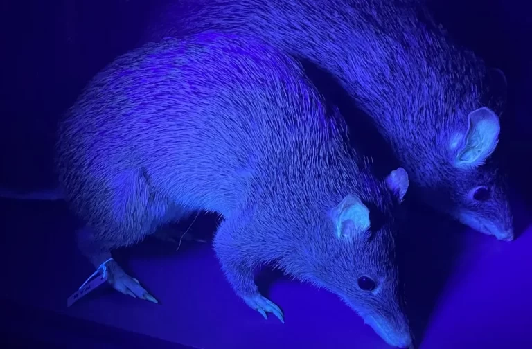 Fluorescent Mammals Study