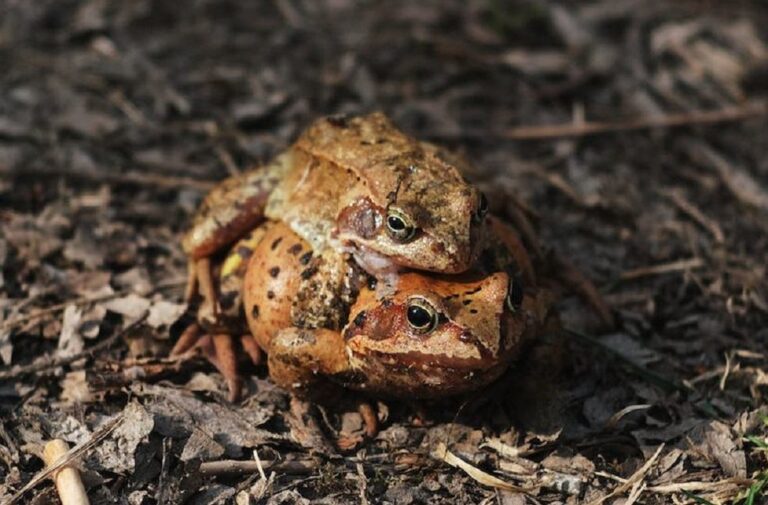 Frogs Study