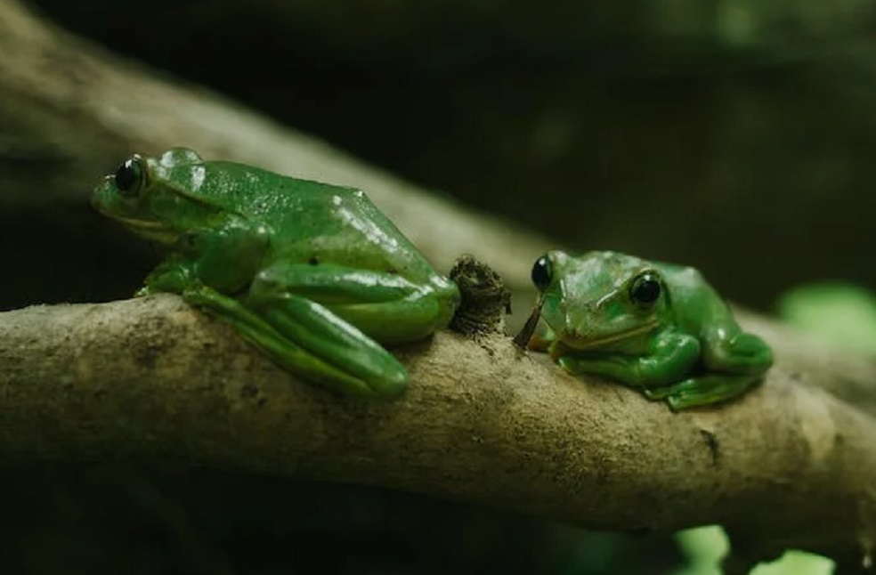 Frogs Study _ Image