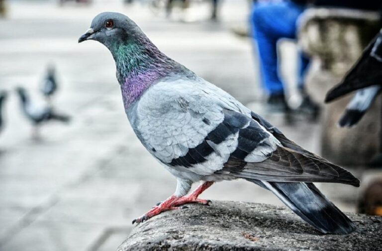 Problem-Solving in Pigeons Study