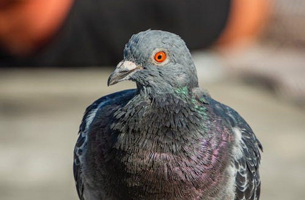 Problem-Solving in Pigeons Study _ Image