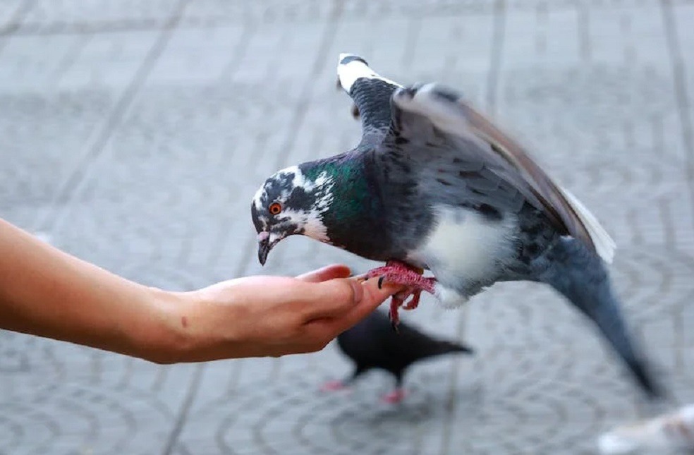 Problem-Solving in Pigeons Study _ Image