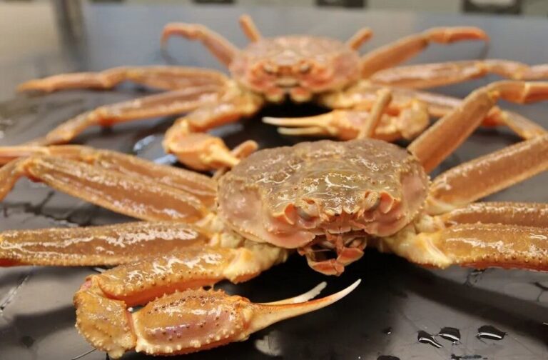 snow crabs