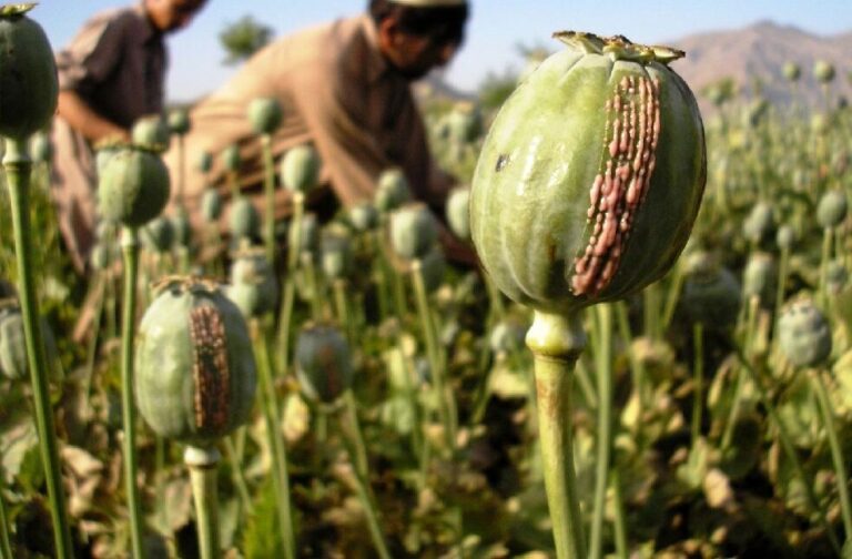 Myanmar becomes world's biggest opium producer
