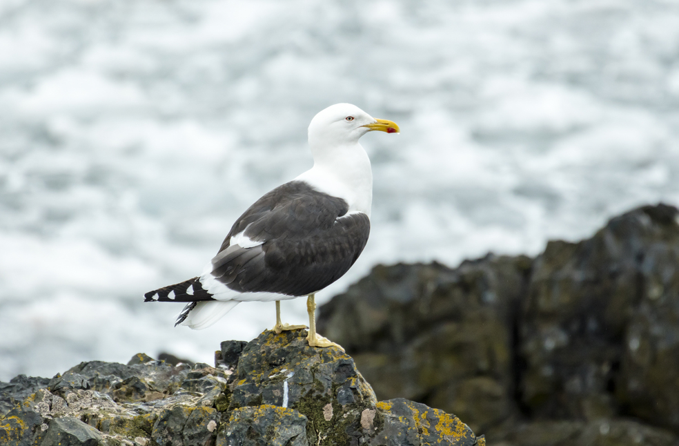 Kelp Gull