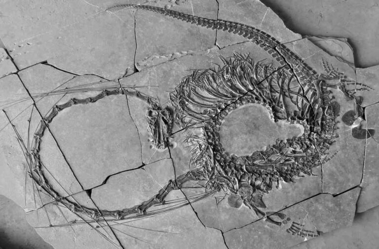 Chinese Dragon Fossil at National Museum of Scotland