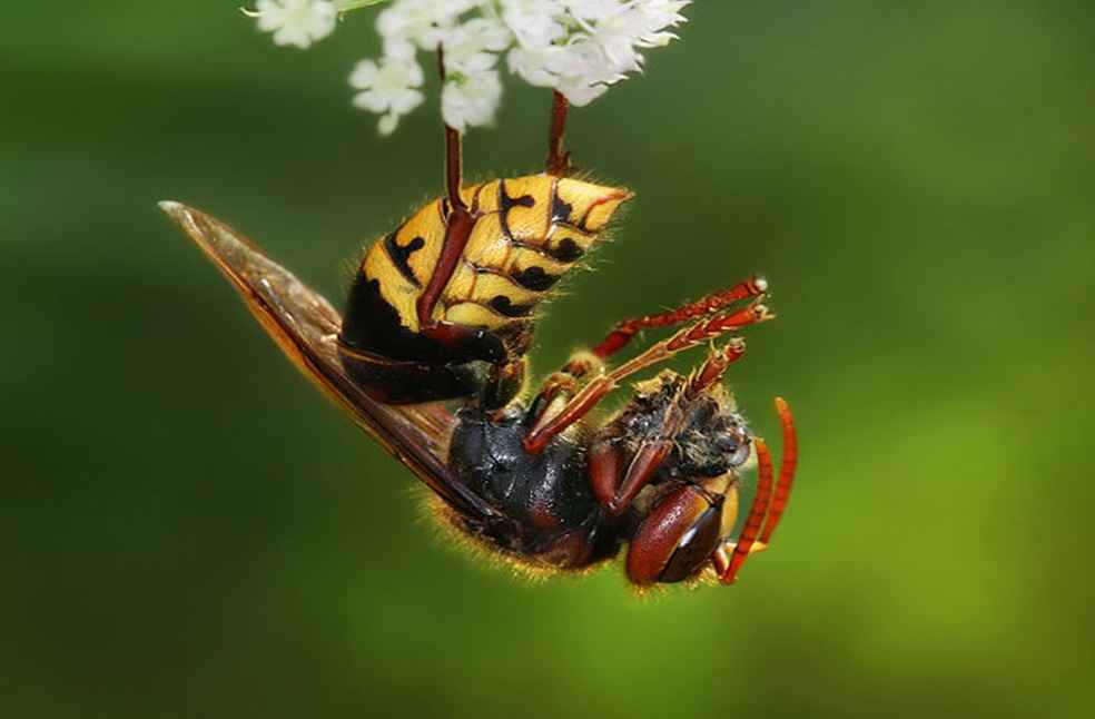 Vespa Crabo