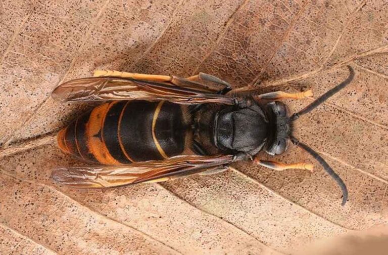 Vespa velutina- Asian Hornet