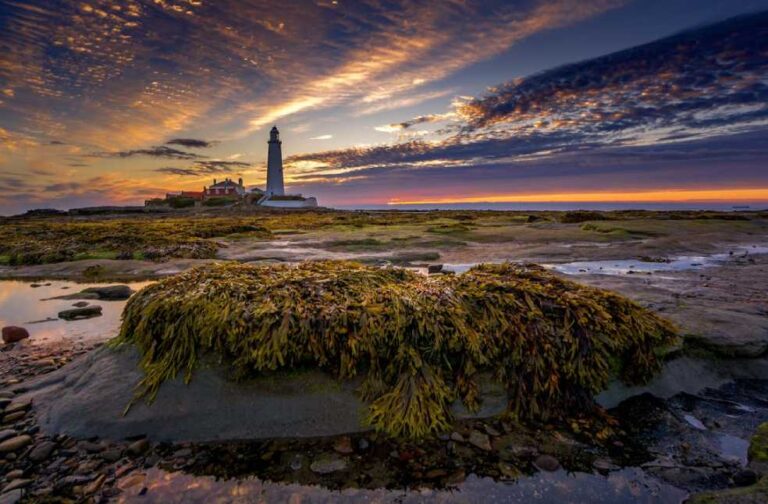 Oldest seagrass found in Finland