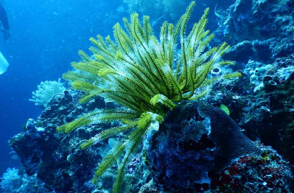 World's oldest seagrass in Finland